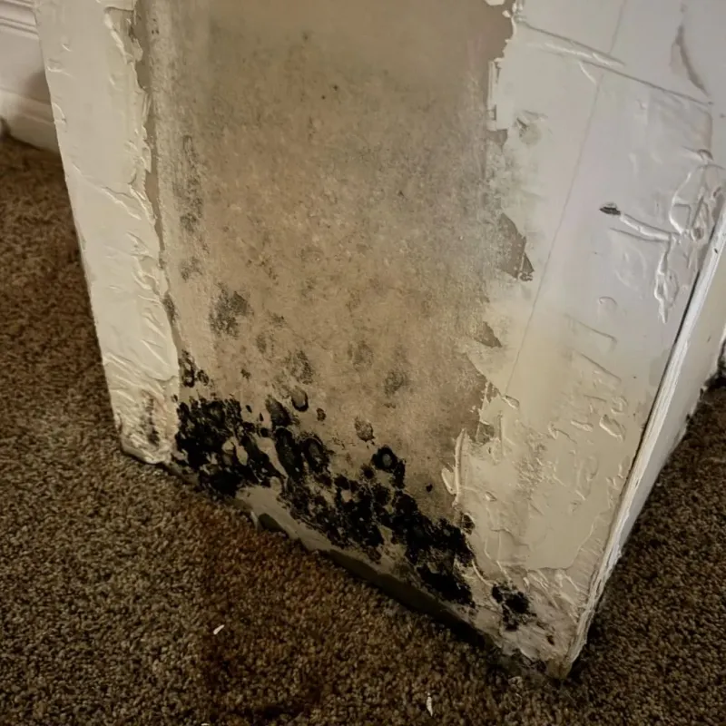 Professional Mold Removal in Sidney, NE